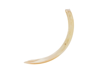 Muskrat Tooth 