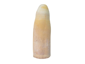 Alligator Tooth: Large 