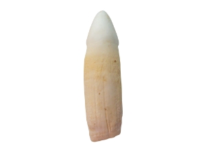 Alligator Tooth: Medium 