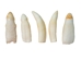 Alligator Tooth: Small - 174-AG-S (M1)