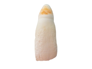 Alligator Tooth: Small 