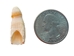 Alligator Tooth: Extra Small - 174-AG-XS (M3)