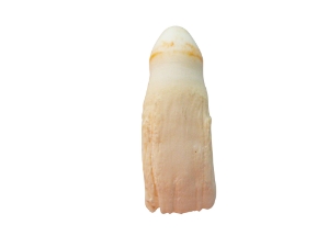 Alligator Tooth: Extra Small 