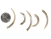 Groundhog Tooth - 174-GH-AS (Y2DC02)