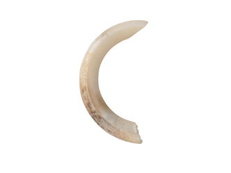 Groundhog Tooth 
