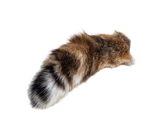 Bobcat Tail 