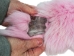 Dyed Fox Tail: Baby Pink - 18-05-BP (Y2PXX)