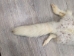 Arctic Fox Skin: Craft Grade: Assorted - 180-02-CR-AS (Y2LWR)