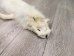 Arctic Fox Skin: Craft Grade: Assorted - 180-02-CR-AS (Y2LWR)