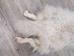Arctic Fox Skin: Reject Grade: Assorted - 180-02-RJ-AS (9UZT)