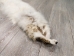Arctic Fox Skin: Reject Grade: Assorted - 180-02-RJ-AS (9UZT)