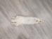 Arctic Fox Skin: Reject Grade: Assorted - 180-02-RJ-AS (9UZT)