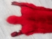 Dyed Blue Fox Skin: Red - 180-05-RD
