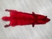 Dyed Blue Fox Skin: Red - 180-05-RD