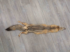 Kit Fox Skin: Trading Post A: Assorted 