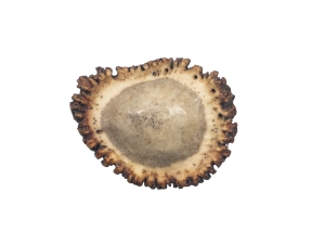 Polished Elk Antler Crown: 2.5" to 3" 