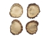 Polished Elk Antler Crown: 3" to 4" - 193-30 (Y1JC06)