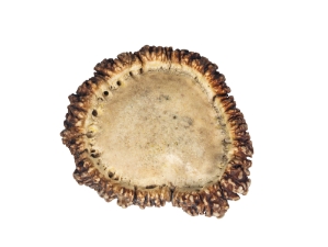 Polished Elk Antler Crown: 3" to 4" 