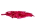 Oil-Painted Dentalium vernedei: ~1" to 1.5": Fuchsia (25 g) - 208-25G-PM-FU (Y2KC12)