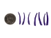 Oil-Painted Dentalium vernedei: ~1" to 1.5": Purple (25 g) - 208-25G-PM-PP (Y2KC11)
