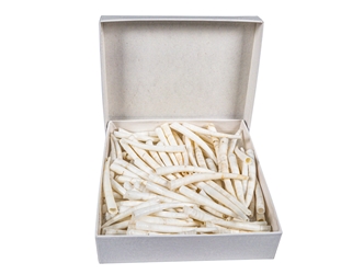 Dentalium vernedei: Large: 1" to 1.5" (100 pieces) dentalia, tusk shells