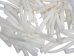Dentalium vernedei: Medium: 0.75" to 1" (100 pieces) - 208-C-M