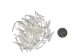 Dentalium vernedei: Medium: 0.75" to 1" (100 pieces) - 208-C-M