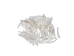Dentalium vernedei: Medium: 0.75" to 1" (100 pieces) - 208-C-M