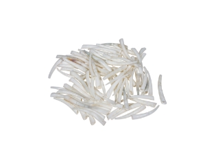Dentalium vernedei: Medium: 0.75" to 1" (100 pieces) dentalia, tusk shells