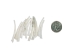 Dentalium vernedei: Extra Large: 1.5" to 2" (100 pieces) - 208-C-XL (Y2LC07)