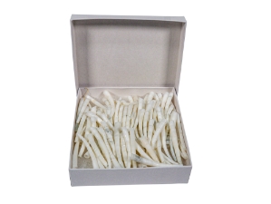 Dentalium vernedei: Extra Large: 1.5" to 2" (100 pieces) dentalia, tusk shells