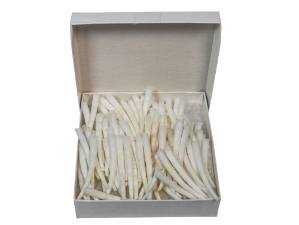 Dentalium vernedei: XXL: 2" to 2.25" (100 pieces) dentalia, tusk shells