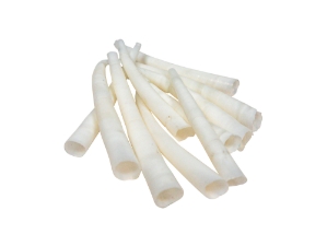Dentalium vernedei: Large: 1" to 1.5" (10 pieces) dentalia, tusk shells