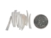Dentalium vernedei: Medium: 0.75" to 1" (10 pieces) - 208-D-M (Y2HC05)