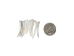 Dentalium vernedei: Small: 0.5" to 0.75" (10 pieces) - 208-D-S (Y2HC05)