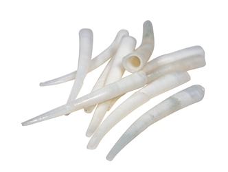 Dentalium vernedei: Small: 0.5" to 0.75" (10 pieces) dentalia, tusk shells