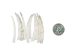 Dentalium vernedei: Extra Large: 1.5" to 2" (10 pieces) - 208-D-XL (Y2LC07)