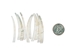Dentalium vernedei: Extra Large: 1.5" to 2" (10 pieces) - 208-D-XL (8UN15)