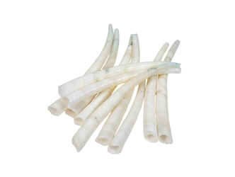 Dentalium vernedei: Extra Large: 1.5" to 2" (10 pieces) dentalia, tusk shells