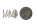 Dentalium vernedei: Extra Small: 0.25" to 0.5" (10 pieces) - 208-D-XS