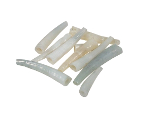 Dentalium vernedei: Extra Small: 0.25" to 0.5" (10 pieces) dentalia, tusk shells