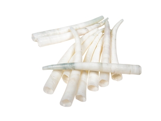 Dentalium vernedei: Extra Extra Large: 1.90" to 2.25" (10 pieces) dentalia, tusk shells