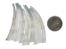 Dentalium vernedei: XXX Large: 2.25" to 2.5" (10 pieces) - 208-D-XXXL (Y2HC05)