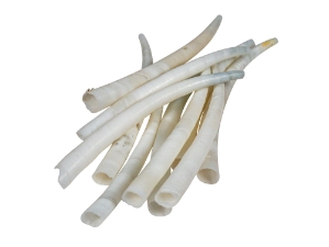 Dentalium vernedei: XXX Large: 2.25" to 2.5" (10 pieces) dentalia, tusk shells