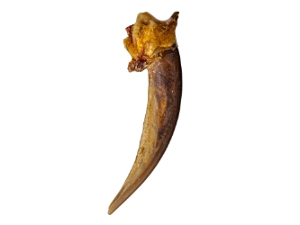 Badger Claw 