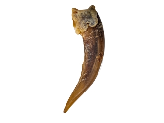 Badger Claw: Extra Large 