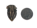 Dried Red Ear Turtle Head - 20H-10-AS (Y1X)