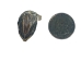 Dried Red Ear Turtle Head - 20H-10-AS (Y1X)