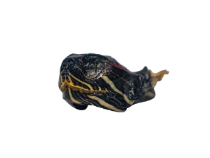 Dried Red Ear Turtle Head 