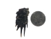 Dried Red Ear Turtle Foot - 21-100-AS (Y2DC02)